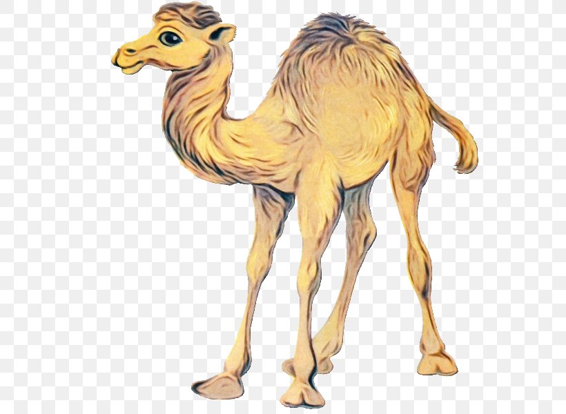 Train Cartoon, PNG, 600x600px, Dromedary, Animal Figure, Arabian Camel, Bactrian Camel, Camel Download Free