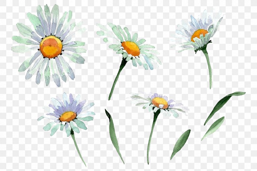 Daisy, PNG, 1200x800px, Daisy, Camomile, Chamomile, Flower, Mayweed Download Free