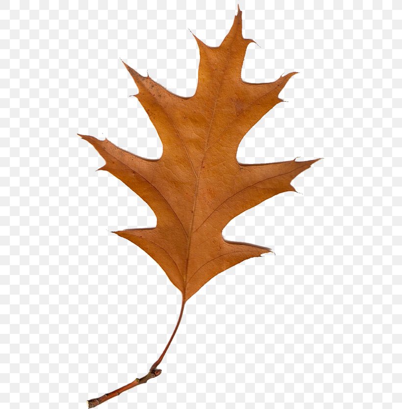Maple Leaf Tree Autumn Leaves Deciduous, PNG, 505x833px, Leaf, Aceraceae, Autumn, Autumn Leaf Color, Autumn Leaves Download Free