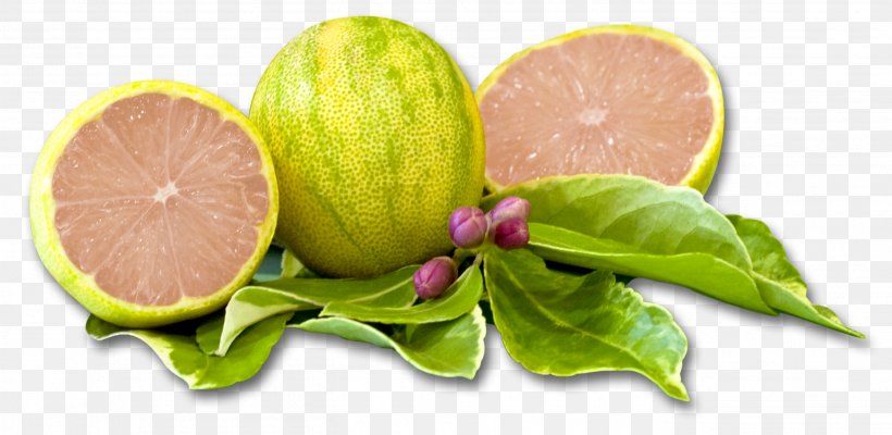 Santa Paula Variegated Pink Lemon Lemonade Limoneira, PNG, 2728x1331px, Santa Paula, Agriculture, Auglis, California, Citrus Download Free