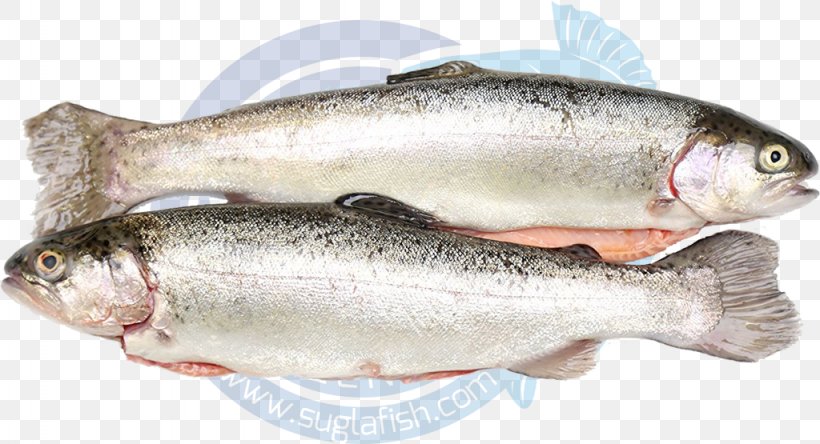 Sardine Fish Products Coho Salmon Capelin Oily Fish, PNG, 1024x555px, Sardine, Anchovy, Animal Source Foods, Barramundi, Bony Fish Download Free