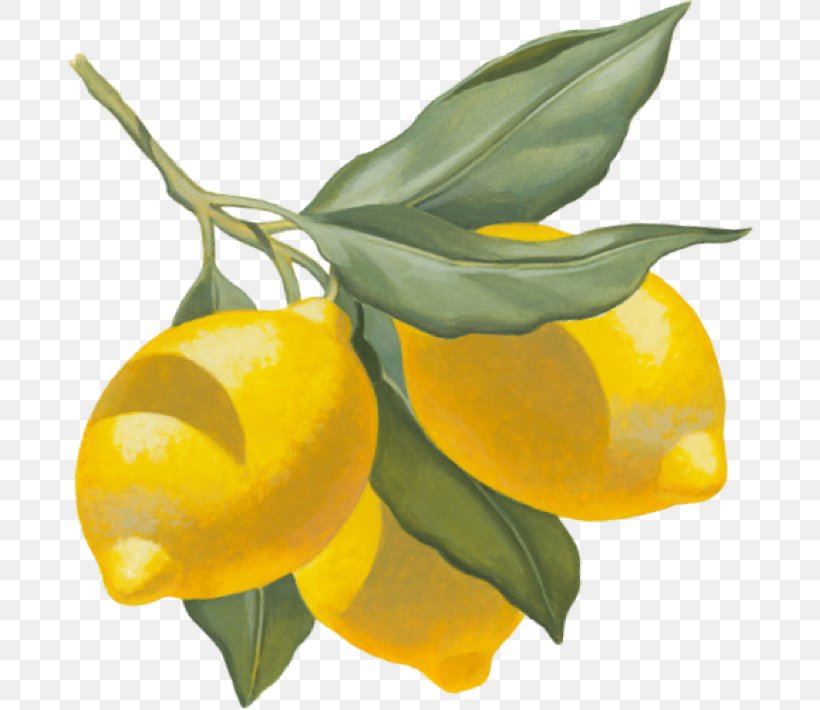 Clementine Lemon Apéritif Tangerine Restaurant, PNG, 688x710px, Clementine, Bar, Citric Acid, Citron, Citrus Download Free