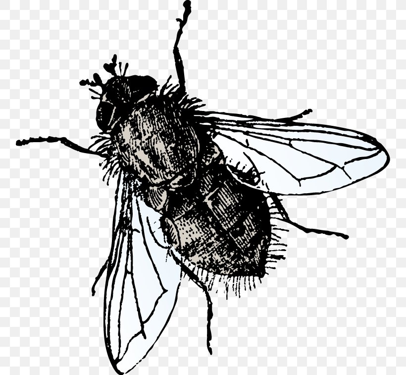 Insect Microsoft PowerPoint Microsoft Office Template Fly, PNG, 756x757px, Insect, Arthropod, Bee, Black And White, Drawing Download Free