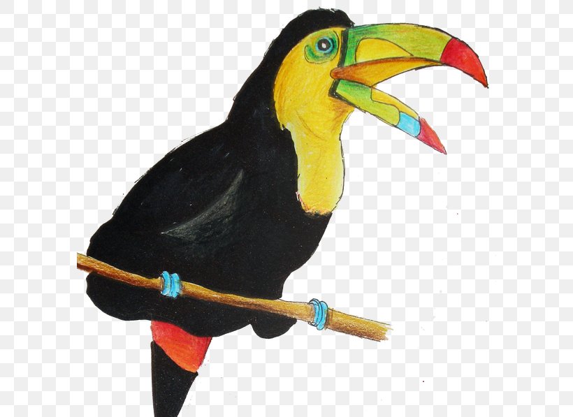 Keel-billed Toucan Parrot Beak, PNG, 600x597px, Toucan, Beak, Bird, Crayon, Drawing Download Free