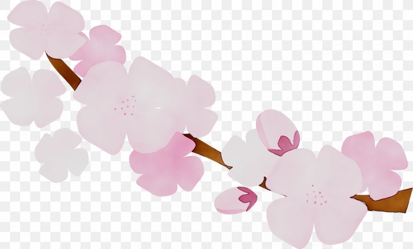 ST.AU.150 MIN.V.UNC.NR AD Cherry Blossom Floral Design Pink M, PNG, 1563x942px, Stau150 Minvuncnr Ad, Blossom, Branch, Cherries, Cherry Blossom Download Free