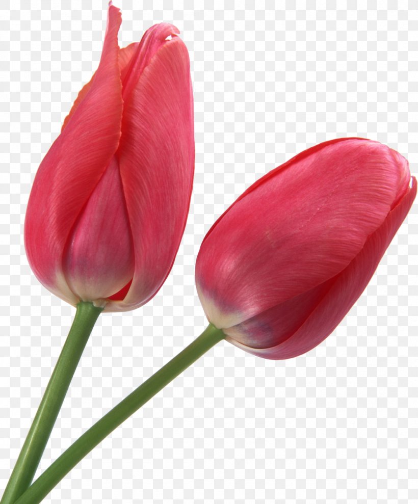 Tulip Pink Flowers Liliaceae Gift, PNG, 1061x1280px, Tulip, Bud, Flower, Flowering Plant, Gift Download Free