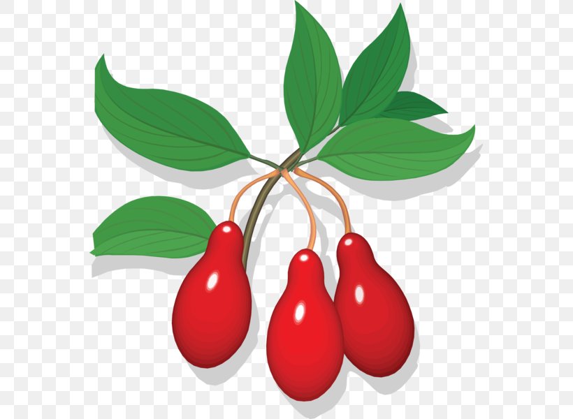 Cherry Fruit Auglis Clip Art, PNG, 563x600px, Cherry, Auglis, Berry, Blueberry, Drawing Download Free