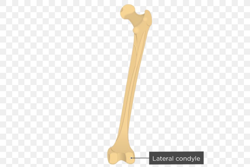 Femur Gluteal Muscles Gluteal Tuberosity Greater Trochanter Gluteus Maximus Muscle, PNG, 619x550px, Femur, Anatomy, Arm, Bone, Epicondyle Download Free