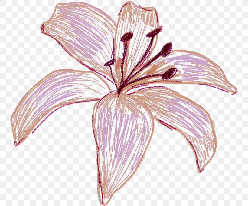 Flower Petal Plant Lily Pink, PNG, 754x680px, Flower, Amaryllis Belladonna, Crinum, Daylily, Herbaceous Plant Download Free