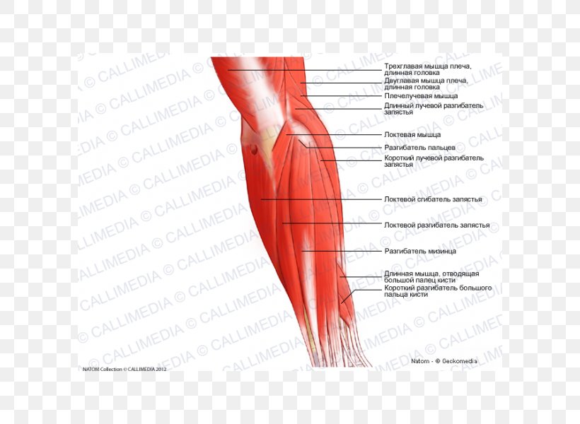 Thumb Elbow Posterior Compartment Of The Forearm Muscle, PNG, 600x600px, Watercolor, Cartoon, Flower, Frame, Heart Download Free