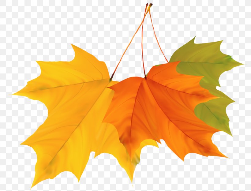Maple Leaf Autumn Clip Art, PNG, 1280x975px, Maple Leaf, Autumn, Autumn Leaves, Color, Deciduous Download Free