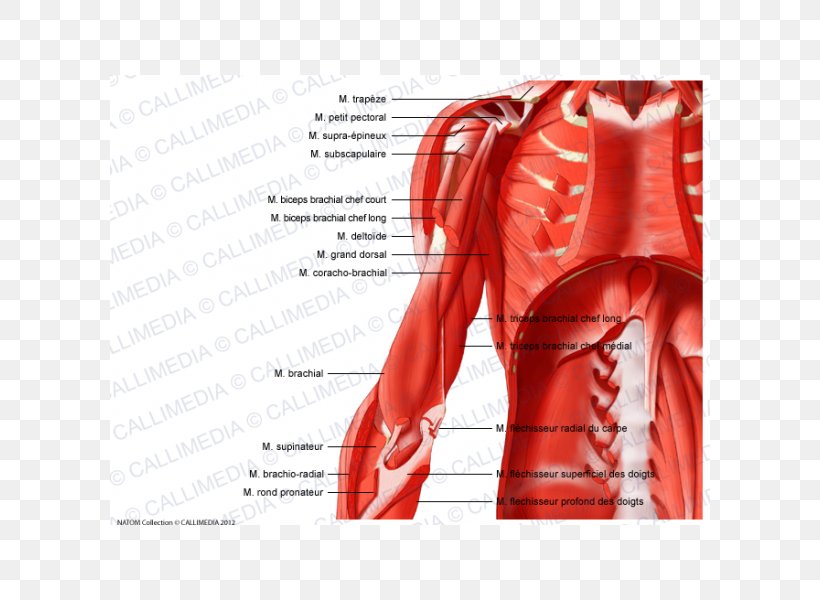 Muscular System Shoulder Arm Muscle Anatomy, PNG, 600x600px, Watercolor, Cartoon, Flower, Frame, Heart Download Free