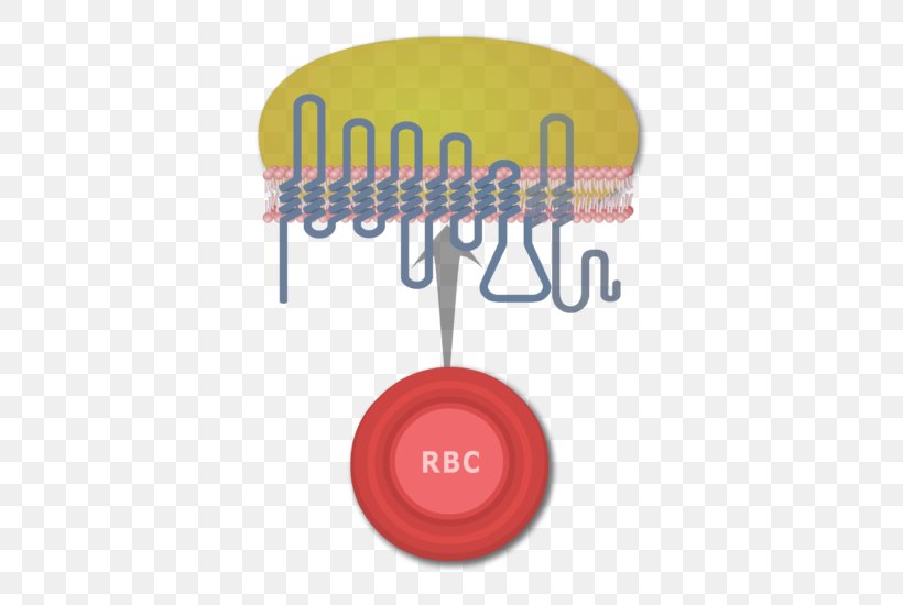 Rh Blood Group System Red Blood Cell Human Blood Group Systems Antigen, PNG, 666x550px, Rh Blood Group System, Antigen, Blood, Blood Cell, Blood Plasma Download Free