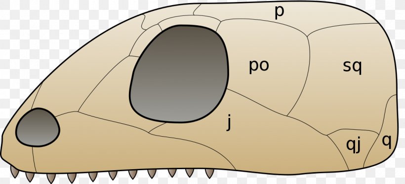 Turtle Anapsid Synapsid Diapsid Skull, PNG, 1200x546px, Watercolor, Cartoon, Flower, Frame, Heart Download Free