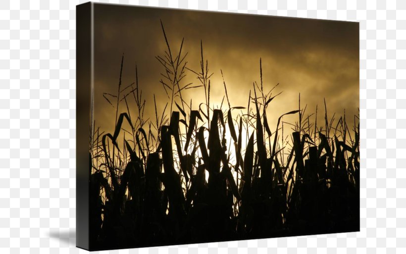 Corn On The Cob Field Corn Curtain Maize Douchegordijn, PNG, 650x513px, Corn On The Cob, Agriculture, Art, Bathroom, Curtain Download Free