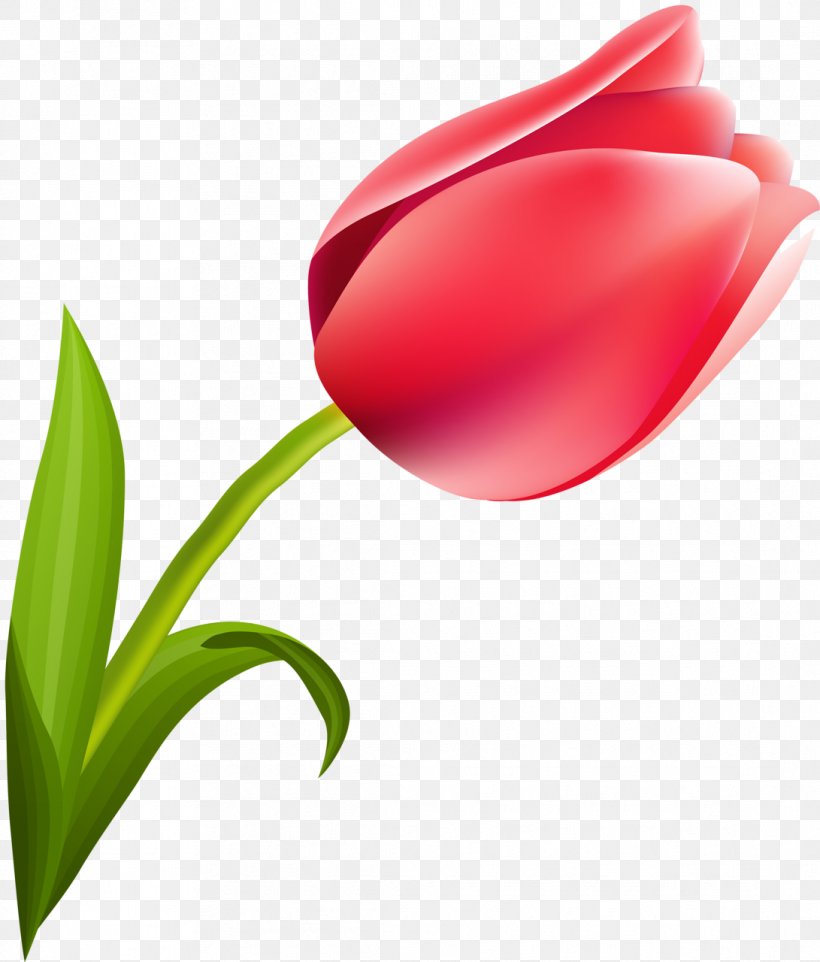 March 8 International Women's Day Woman Tulip Flower, PNG, 1091x1280px, March 8, Bud, Close Up, Flower, Flowering Plant Download Free