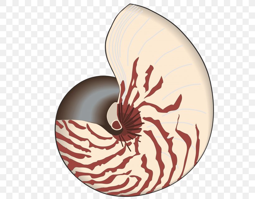 Seashell Bivalvia Clip Art, PNG, 640x640px, Seashell, Architect, Architecture, Biology, Bivalvia Download Free