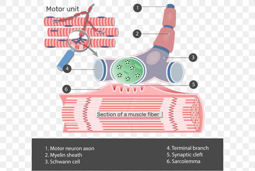 The Neuromuscular Junction Motor Unit Anatomy Muscle, PNG, 616x550px, Neuromuscular Junction, Anatomy, Area, Axon, Brand Download Free