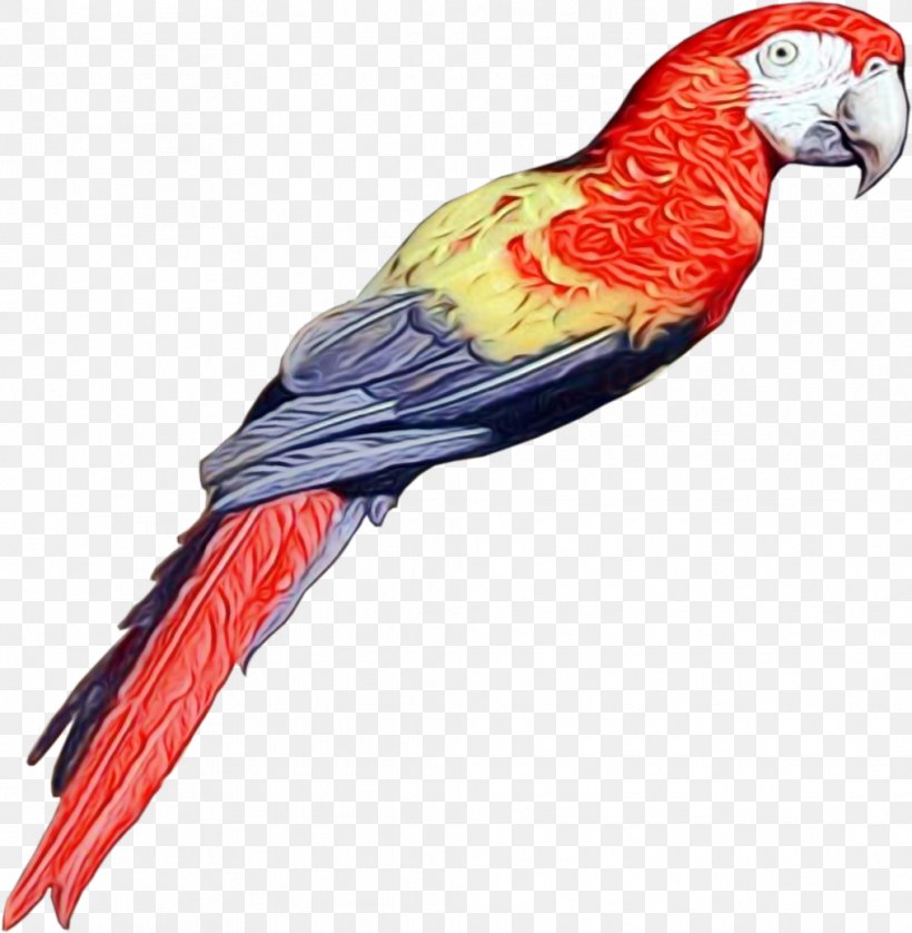 Bird Parrot, PNG, 1015x1038px, Macaw, Beak, Bird, Feather, Loriini Download Free