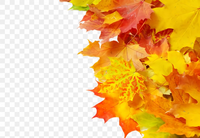 Maple Leaf, PNG, 2404x1664px, Leaf, Autumn, Flower, Maple, Maple Leaf Download Free