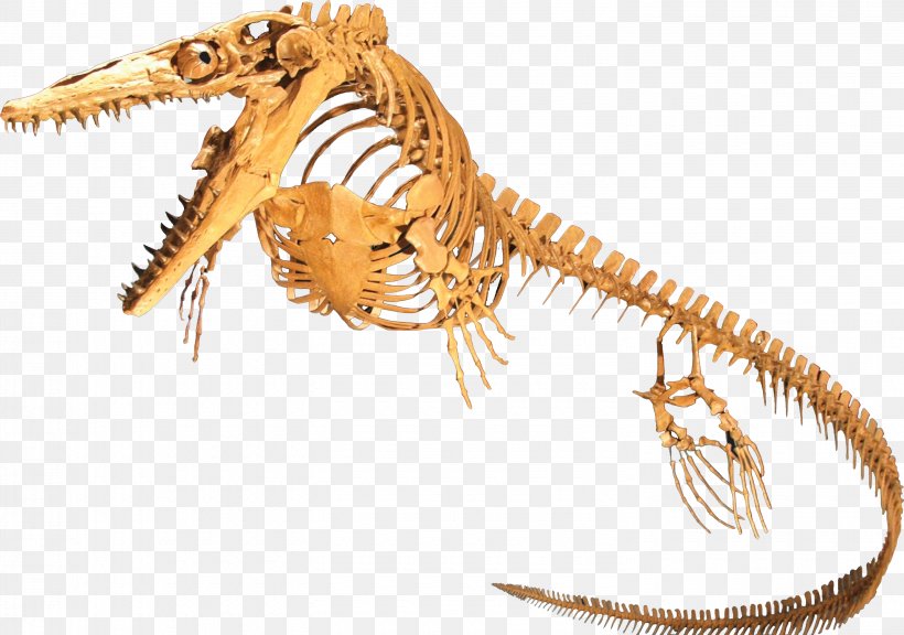 Plesioplatecarpus Rocky Mountain Dinosaur Resource Center Mosasaurus Tylosaurus, PNG, 2960x2082px, Platecarpus, Dallasaurus, Dinosaur, Fossil, Genus Download Free