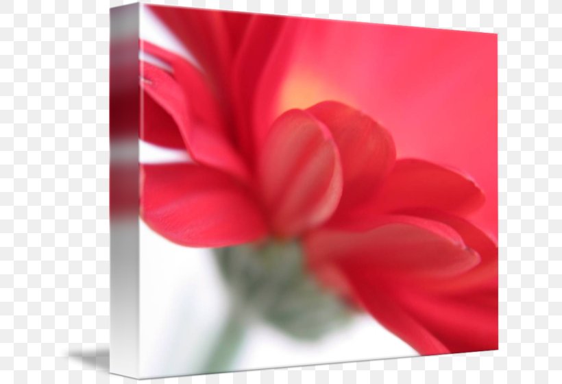 Rose Family Gallery Wrap Red Canvas Art, PNG, 650x560px, Rose Family, Art, Canvas, Closeup, Family Download Free