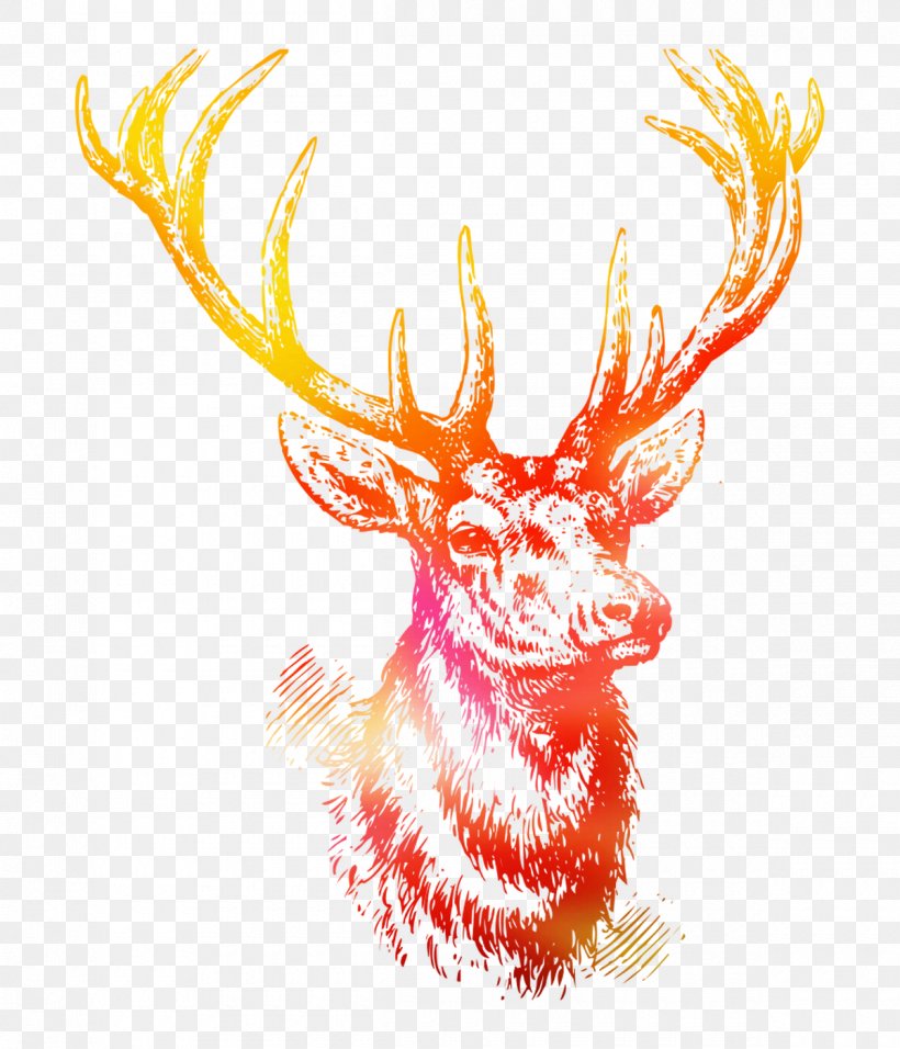 White-tailed Deer Reindeer Red Deer Antler, PNG, 1200x1400px, Deer, Antler, Art, Deer Hunting, Drawing Download Free