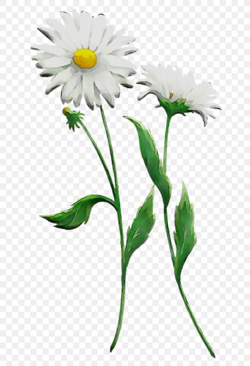 Chrysanthemum Oxeye Daisy Roman Chamomile Cut Flowers Plant Stem, PNG, 747x1197px, Chrysanthemum, Annual Plant, Aster, Botany, Camomile Download Free