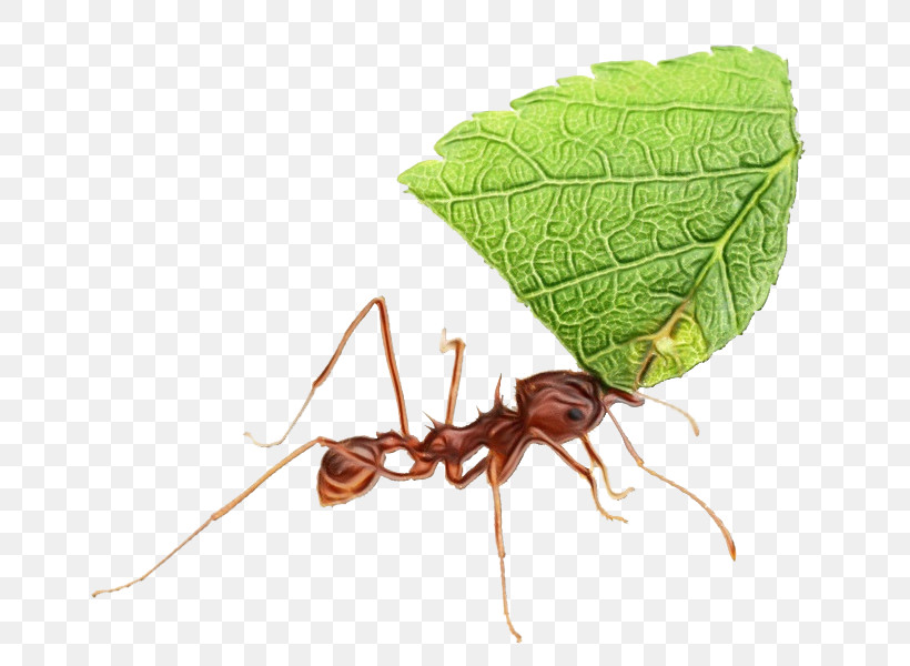 Insect Pest Leaf Ant Carpenter Ant, PNG, 797x600px, Watercolor, Ant, Carpenter Ant, Insect, Leaf Download Free