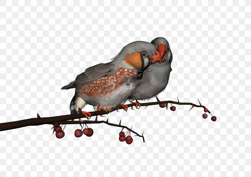 Lovebird Parrot, PNG, 2507x1772px, Bird, Beak, Branch, Fauna, Feather Download Free
