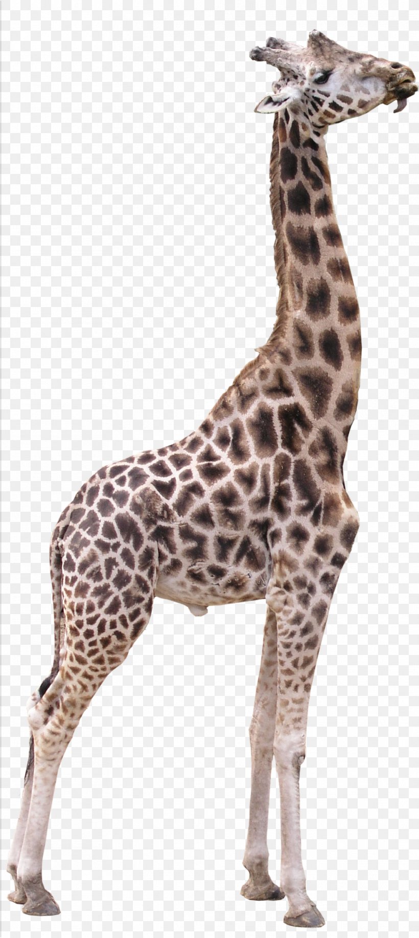 Northern Giraffe 3D Computer Graphics Texture Mapping, PNG, 987x2207px, 2d Computer Graphics, 3d Computer Graphics, Northern Giraffe, Ambient Occlusion, Animal Figure Download Free