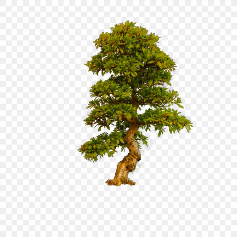 Bonsai Trees (ebook Clip Art Image, PNG, 2289x2289px, Tree, American Larch, Art, Bonsai, Branch Download Free