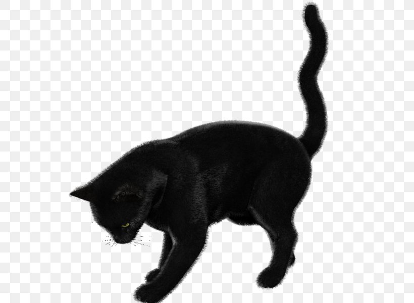 Black Cat Bombay Cat Korat Burmese Cat European Shorthair, PNG, 600x600px, Black Cat, Asian, Black, Bombay, Bombay Cat Download Free