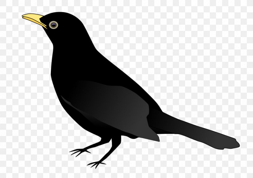 Common Blackbird Crows Clip Art, PNG, 900x633px, Bird, Beak, Blackbird, Cartoon, Color Download Free