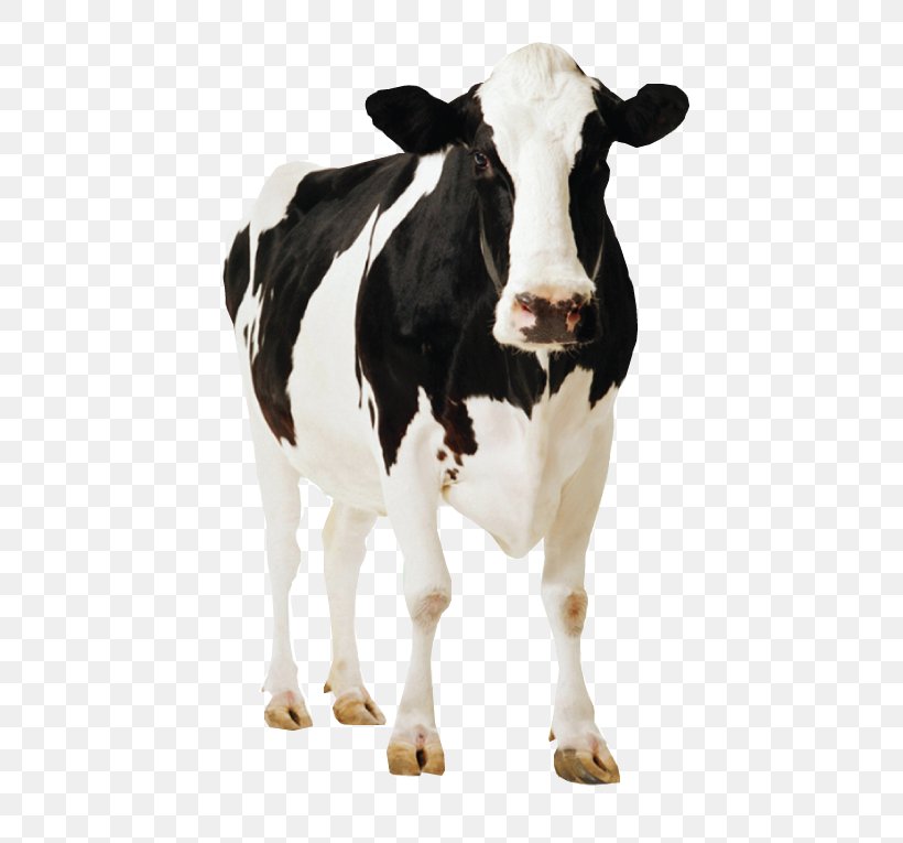 Holstein Friesian Cattle Standee Cardboard Poster Dairy Farming, PNG, 503x765px, Holstein Friesian Cattle, Bull, Calf, Cardboard, Cattle Download Free