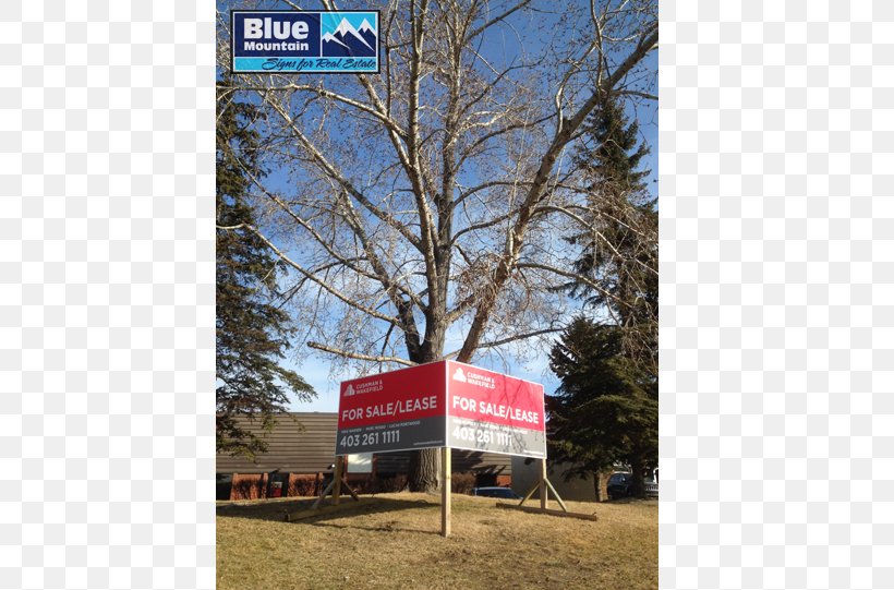 Real Estate Commercial Property Lease House, PNG, 800x541px, Real Estate, Advertising, Banner, Blue Mountain Signs, Commercial Property Download Free