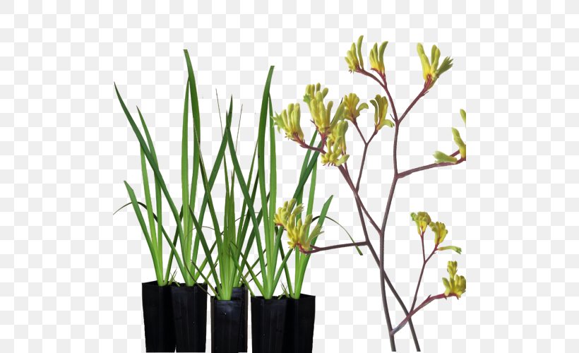 Tall Kangaroo Paw Plant Yellow, PNG, 500x500px, Kangaroo Paw, Cut Flowers, Flower, Flowering Plant, Flowerpot Download Free