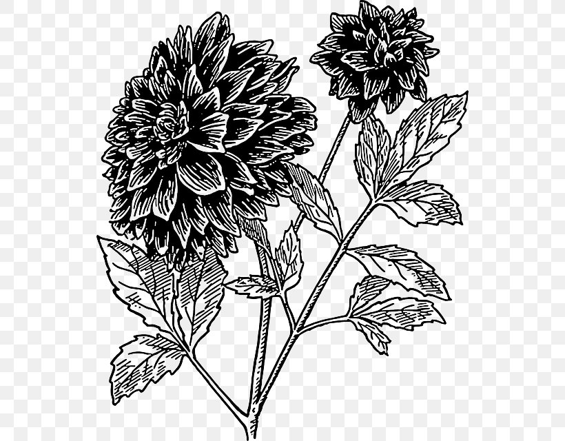 Dahlia Flower Drawing Clip Art, PNG, 540x640px, Dahlia, Art, Black And White, Chrysanths, Color Download Free