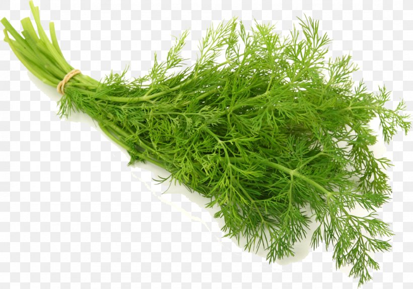 Dill Herb Vegetable Seed Salad, PNG, 1078x754px, Dill, Anethum, Auglis, Fennel, Food Download Free