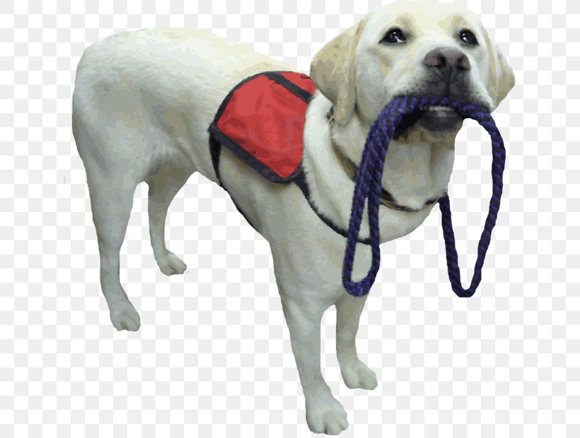 Labrador Retriever Puppy Assistance Dog Service Dog Therapy Dog, PNG, 640x620px, Labrador Retriever, Animal Training, Assistance Dog, Companion Dog, Dog Download Free