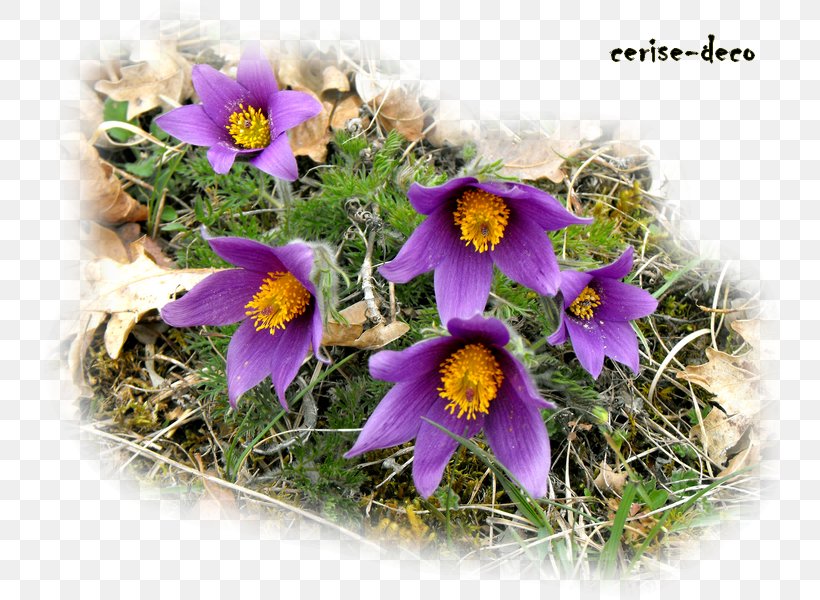 Landscape Flower Bouquet Nature Story Wildflower, PNG, 800x600px, Landscape, Annual Plant, Blog, Easter, Flora Download Free