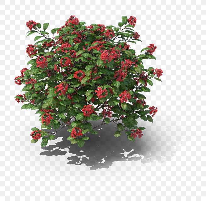 Ornamental Plant 6pm Shrub Flowerpot, PNG, 800x800px, Ornamental Plant, Aquifoliaceae, Branch, Cut Flowers, Flower Download Free