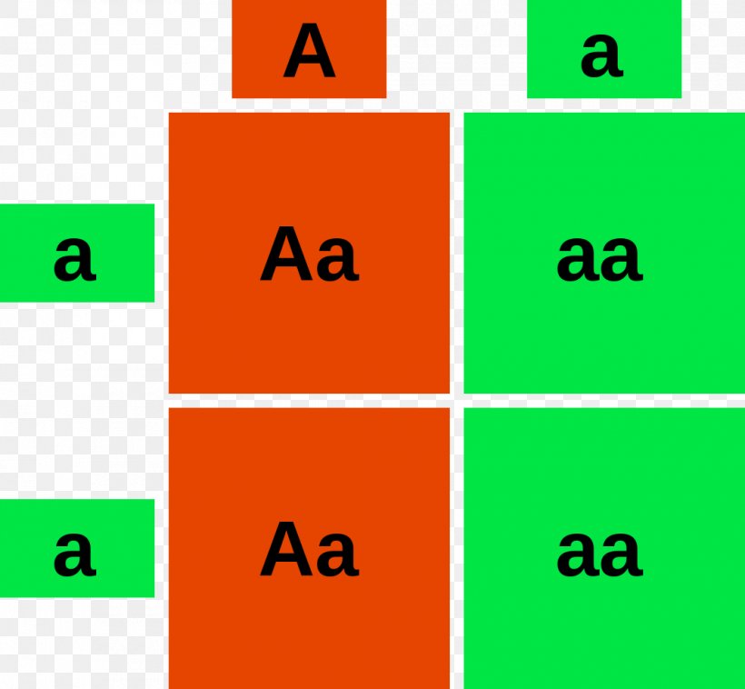 Punnett Square Biology Genotype Dominance Phenotype, PNG, 1060x980px, Punnett Square, Allele, Area, Biology, Brand Download Free