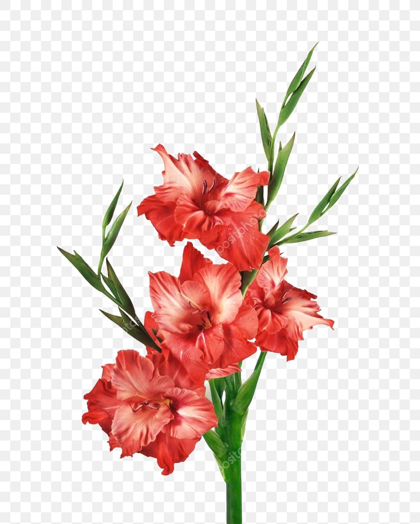 Stock Photography Gladiolus Red Clip Art, PNG, 700x1023px, Stock Photography, Carnation, Cut Flowers, Flower, Flowering Plant Download Free