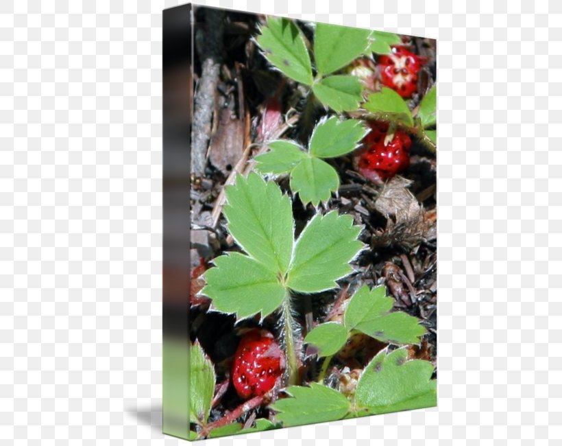 Strawberry Herb Leaf, PNG, 467x650px, Strawberry, Flora, Herb, Leaf, Plant Download Free