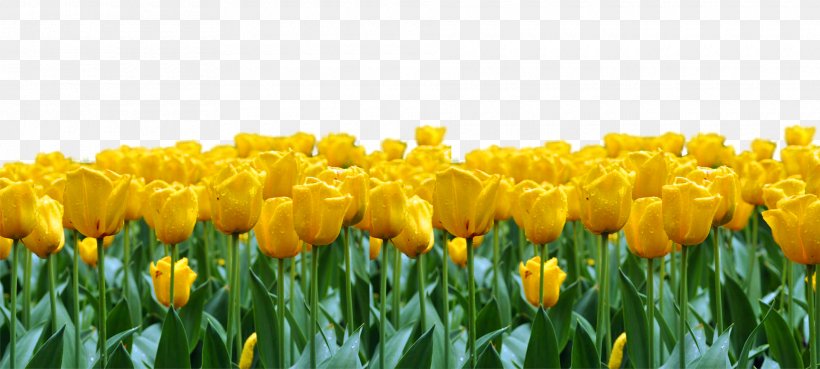 Tulip Flower Download, PNG, 1920x865px, Tulip, Designer, Editing, Field, Flower Download Free