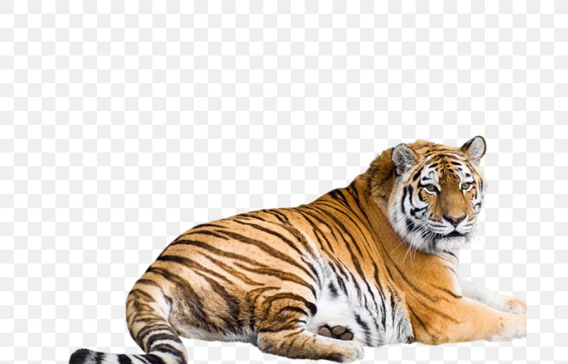 Cat Felidae White Tiger Siberian Tiger Bengal Tiger, PNG, 700x525px, Cat, Animal, Bengal Tiger, Big Cat, Big Cats Download Free