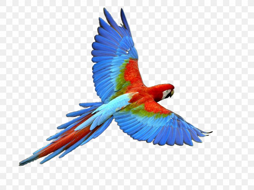 Parrot Bird Budgerigar Clip Art, PNG, 1600x1200px, Parrot, Beak, Bird, Budgerigar, Common Pet Parakeet Download Free