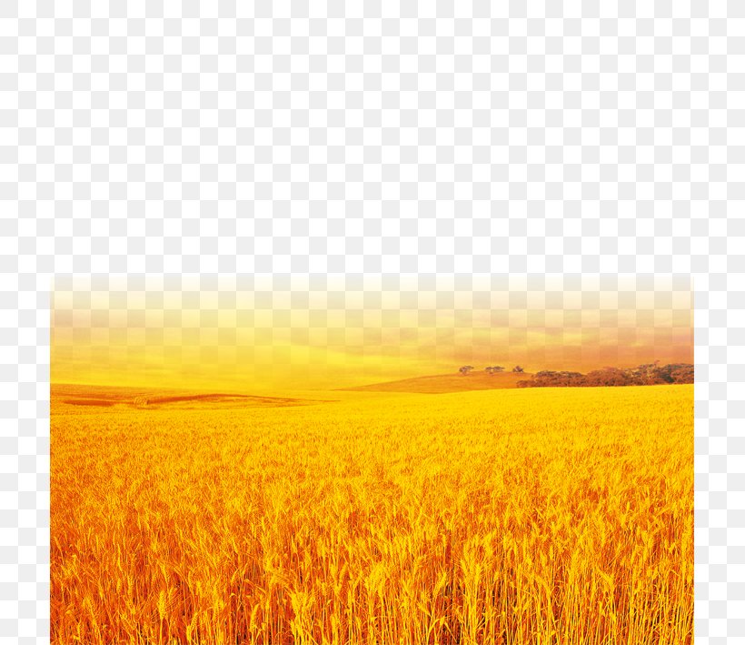 Yellow Wheat Field, PNG, 709x709px, Autumn, Aesthetics, Agriculture, Book, Cloud Download Free