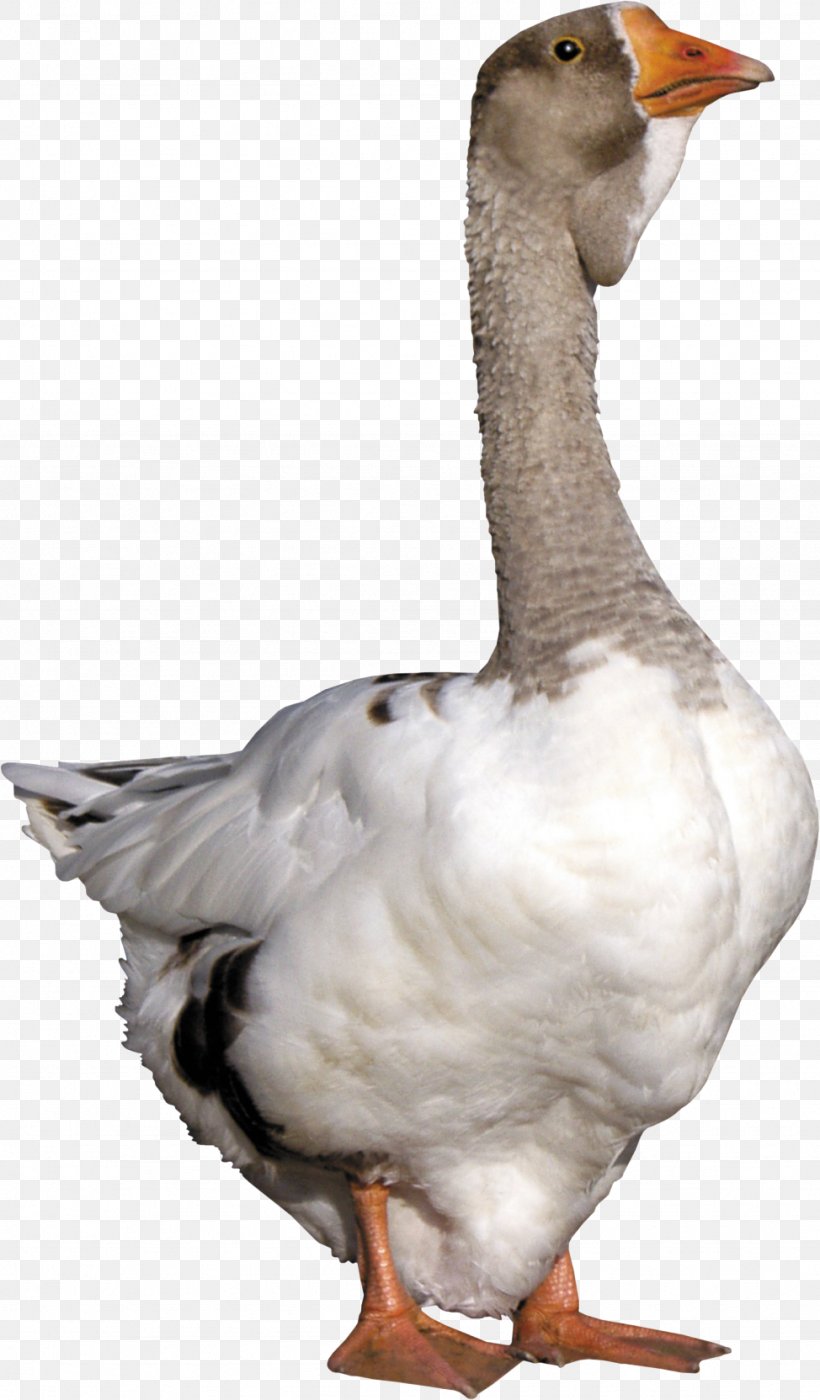 Goose Duck, PNG, 974x1664px, Goose, Beak, Bird, Cygnini, Duck Download Free